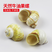 Natural conch shell Avocado snail Hermit crab replacement shell Fish tank landscaping aquarium decorative Cats eye snail ornaments
