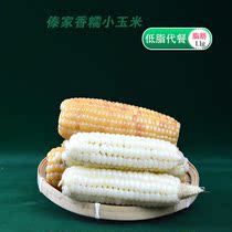 Zhaiyun Shangxi Shuangbanna Dai thumb small corn breakfast sweet low fat corn combination instant vacuum packaging