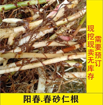 Spring Amomum root 12 yuan a catty