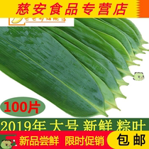 Zong leaves fresh Zongzi cotyledons large brown leaves wild leaves free mail 100 pieces of Ruo leaves New