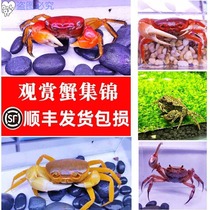  Mini can raise small crabs Aquarium Crawling small animals Domestic fish tank to watch cute pets fresh water