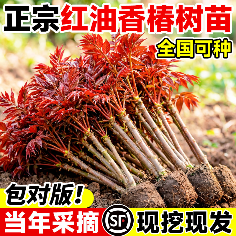 香椿苗红油-香椿苗红油促销价格、香椿苗红油品牌- 淘宝