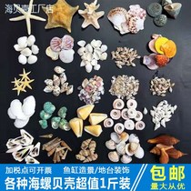 Natural shell conch sea star fish tank landscaping window floor decoration ornaments handmade diy material hermit crab shell