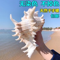 Extra large thousand hand snail giant chrysanthemum snail natural conch shell fish tank ornaments landscape Mediterranean style ornaments