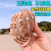 Pipa snail carambola snail natural conch shell scallop fish hermit crab replacement shell fish tank landscaping ornaments