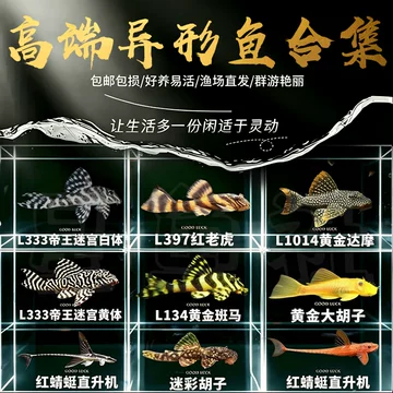 帝王迷宫l333-帝王迷宫l333促销价格、帝王迷宫l333品牌- 淘宝