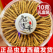 Multi-specification Cordyceps sinensis flagship store fresh Cordyceps dry goods Cordyceps gift 10 grams gift box