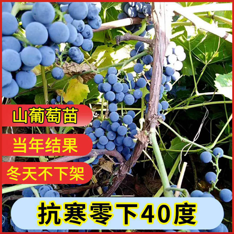 野葡萄苗-野葡萄苗促销价格、野葡萄苗品牌- 淘宝