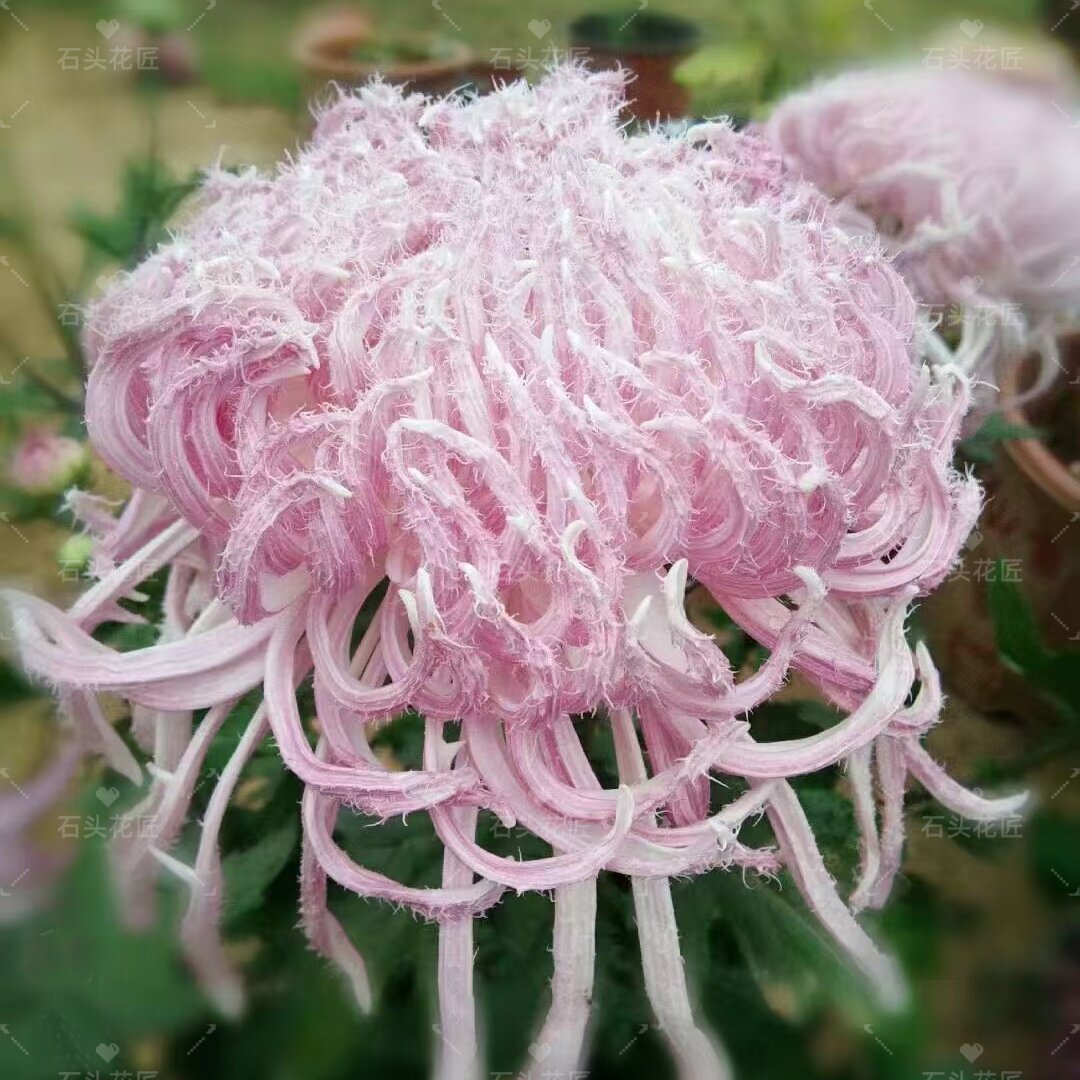 激レア新品予告 雪粉黛　大菊 ピンクorホワイト 菊の花 鹅毛粉黛菊花小苗-鹅毛粉黛菊花小苗促销价格、鹅毛粉黛菊花小苗品牌- 淘宝