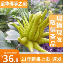 21 years fresh Bergamot citrus citron ornamental Qing fragrant play fragrant edible non-Jinhua bonsai spot