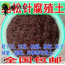 Pine needles humus soil orchid plant Clivia nutrient soil green Chlorophyta acidic nutrient soil fleshy flower soil