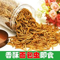 Fried spicy breadworm ready-to-eat cooked yellow mealworm delicious insect grasshopper barbecue * 1 can