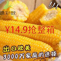 Weight Loss Ingredients Weight Loss Corn Suitable For Weight Loss Eaten Corn Substitute Fresh Glutinous Corn Stick Now Off 0 Fat