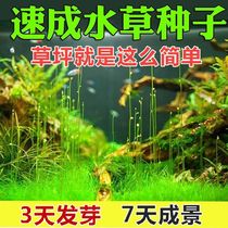 Fish tank view aquatic seed cattle furrows living aquarium plant scenery decorated lazy purified water quality