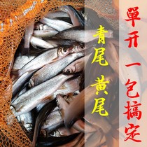 Soft fishing wild fishing single open yellow tail bait formula green tail bait dace fish raw fish bony fish Crucian carp hand bait