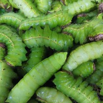 Northeast fresh live silkworm cicada cocoon big green worm live fairy cicada pupae green silkworm cicada green silkworm tussah silkworm meat tussah silkworm