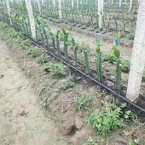 16mm inlaid cylindrical drip irrigation pipe drip pipe capillary greenhouse irrigation drip irrigation pipe fruit tree grape drip irrigation pipe