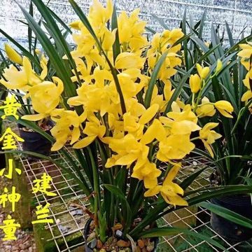 黄色兰花-黄色兰花促销价格、黄色兰花品牌- 淘宝