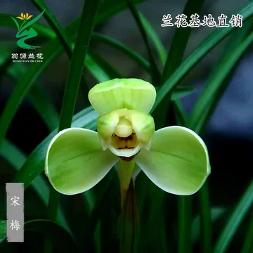 蕙兰老八种-蕙兰老八种促销价格、蕙兰老八种品牌- 淘宝