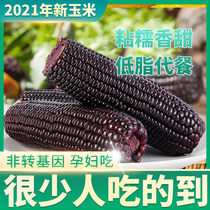 Northeast Black glutinous corn fresh pick 10 sticks sticky sweet glutinous corn purple sweet corn vacuum ready-to-eat meal replacement whole box