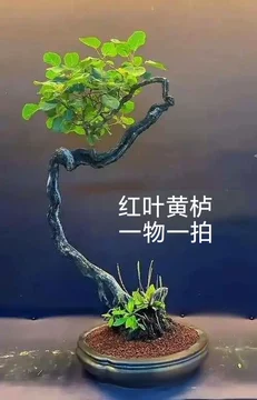 遊盆栽10山紅葉 京都的紅葉秘境：西山的靜謐之美