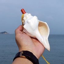 Conch horn can blow Childrens gifts dressing ornaments Natural oversized crafts Fish tank landscaping horn whistle