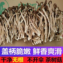 1kg limited time special tea tree mushroom new 500g fresh dry tea tree mushroom dry goods a pound of natural semi-wild bacteria