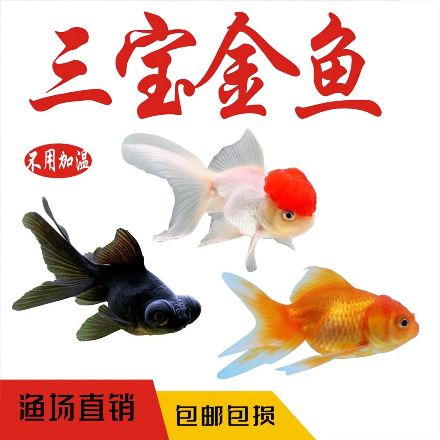丹顶红狮子头鱼-丹顶红狮子头鱼促销价格、丹顶红狮子头鱼品牌- 淘宝