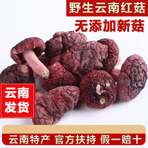 Yunnan Wild Red Mushrooms Dry Goods 500g Zhengzong No Add Big Red Vertebral Fungus Wild bacteria Not open umbrella lunar Mushroom Specii