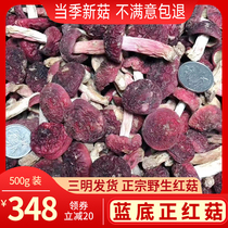 Authentic wild red mushrooms dry goods 500g Fujian triumphal blue bottom positive red mushrooms red mushrooms moon-free little red mushrooms