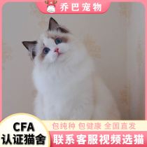 Personalized Customization 1