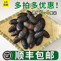 Northeast specialty silkworm pupa wild life silk pupa A grade grade A cocoon pupa 500g full field