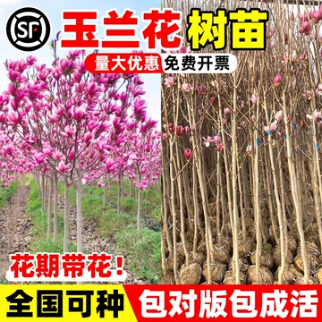 玉兰耐寒树苗-玉兰耐寒树苗促销价格、玉兰耐寒树苗品牌- 淘宝