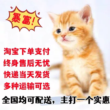 田园猫狸花猫-田园猫狸花猫促销价格、田园猫狸花猫品牌- 淘宝
