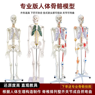 人骨头模型-人骨头模型促销价格、人骨头模型品牌- 淘宝