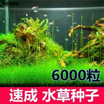 Green plant fish tank decoration simulation in water-grass entry-level oxygenated fresh water four-season fish tank