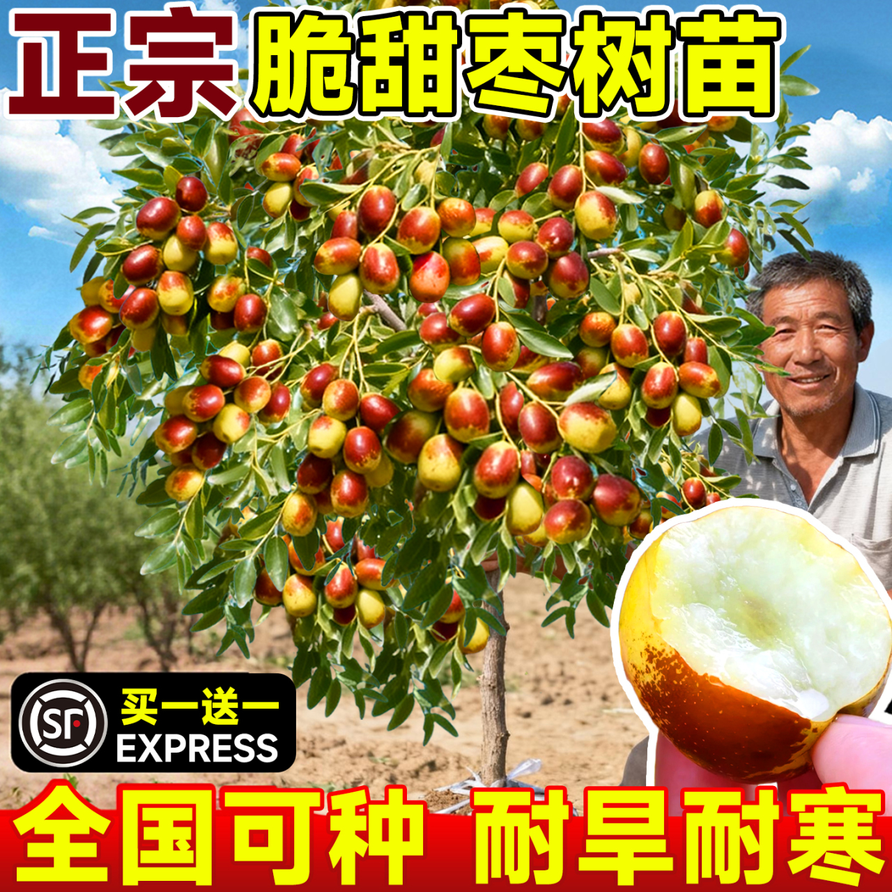 枣树精选和枣树品牌价格与图片-淘宝商品网