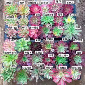 法师多肉植物老桩-法师多肉植物老桩促销价格、法师多肉植物老桩品牌- 淘宝