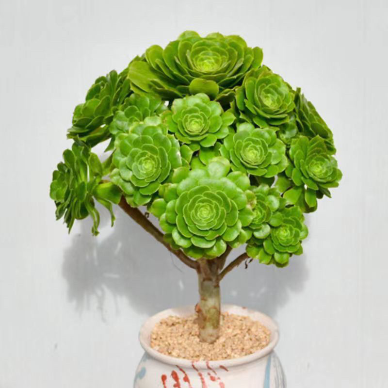 多肉植物 アエオニウム ❤️小葉香炉皿法師缀化❤️23cm!拔き苗！3年生老桩 这盆叶插苗表现怎么样？#多肉叶插#多肉繁殖#叶插苗多肉植物- YouTube フラワー・ガーデニング