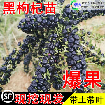 黑枸杞红枸杞树苗盆栽食用南北方地栽盆栽水果黄枸杞当年结果树苗