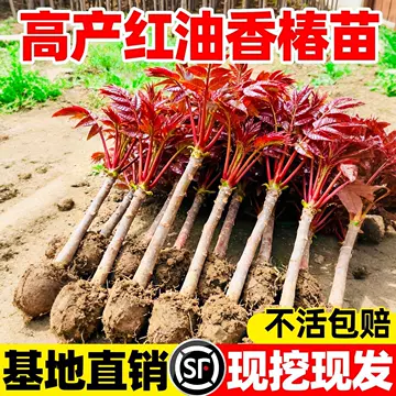 红油香椿苗-红油香椿苗促销价格、红油香椿苗品牌- 淘宝