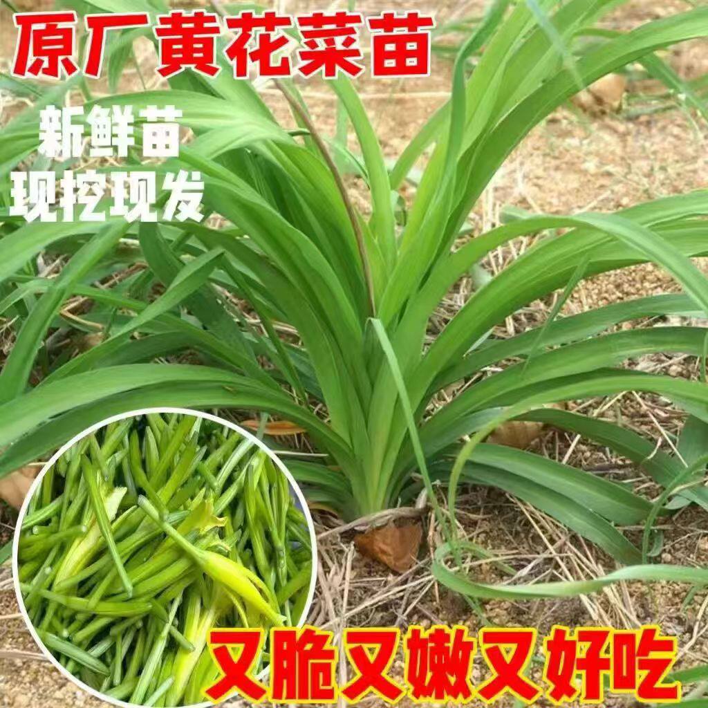 东北耐寒黄花菜苗-东北耐寒黄花菜苗促销价格、东北耐寒黄花菜苗品牌- 淘宝