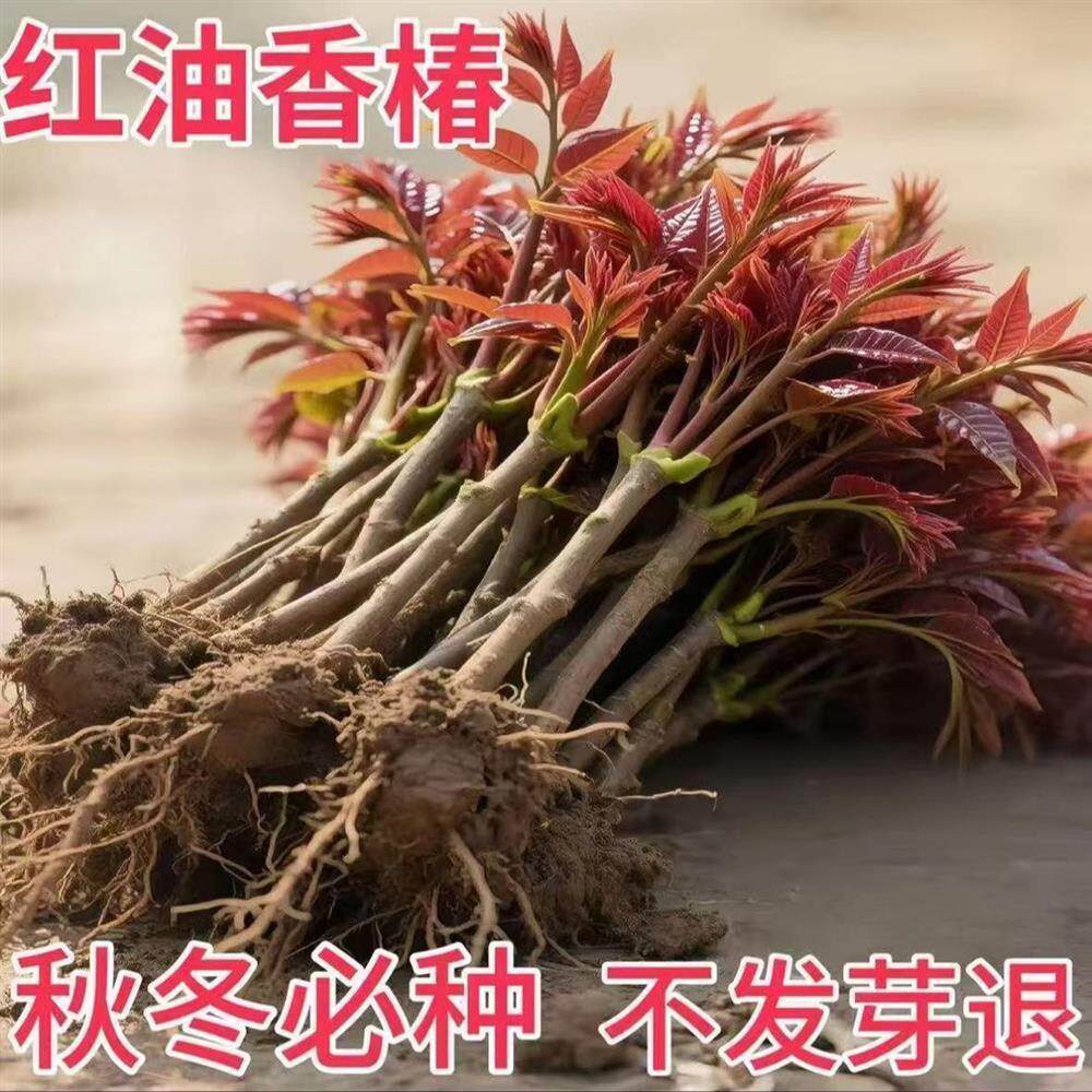 红油香椿苗-红油香椿苗促销价格、红油香椿苗品牌- 淘宝