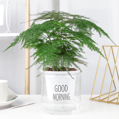 Зеленое растение горшечное растения да Вэньчжу офисная внутренняя гостиная Очистить воздушные цветы и цветы, живые растения бонсай, хорошие цветы растений