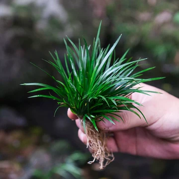 菖蒲小盆-菖蒲小盆促销价格、菖蒲小盆品牌- 淘宝