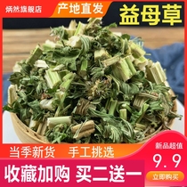  Motherwort 500g g fresh dried motherwort flower tea soaked in water soaked in feet non-aunt conditioning Chinese herbal medicine free grinding