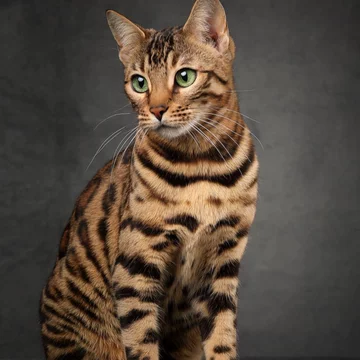 雪豹猫-雪豹猫促销价格、雪豹猫品牌- 淘宝