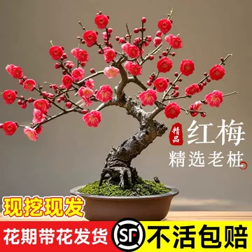 红梅老桩盆景-红梅老桩盆景促销价格、红梅老桩盆景品牌- 淘宝