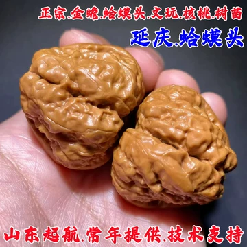 【東京文玩育成】文玩核桃 原樹吸血鬼官帽 32x31x43mm 文玩核桃公子帽价格报价行情- 京东