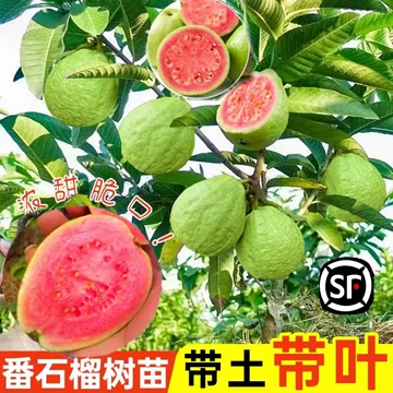 番石榴树果苗-番石榴树果苗促销价格、番石榴树果苗品牌- 淘宝